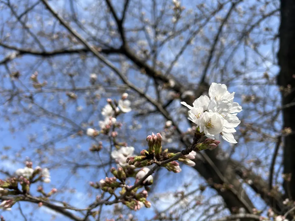 桜の開花