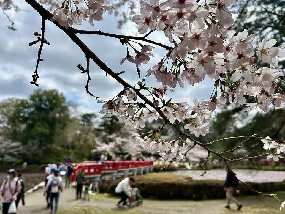 桜2