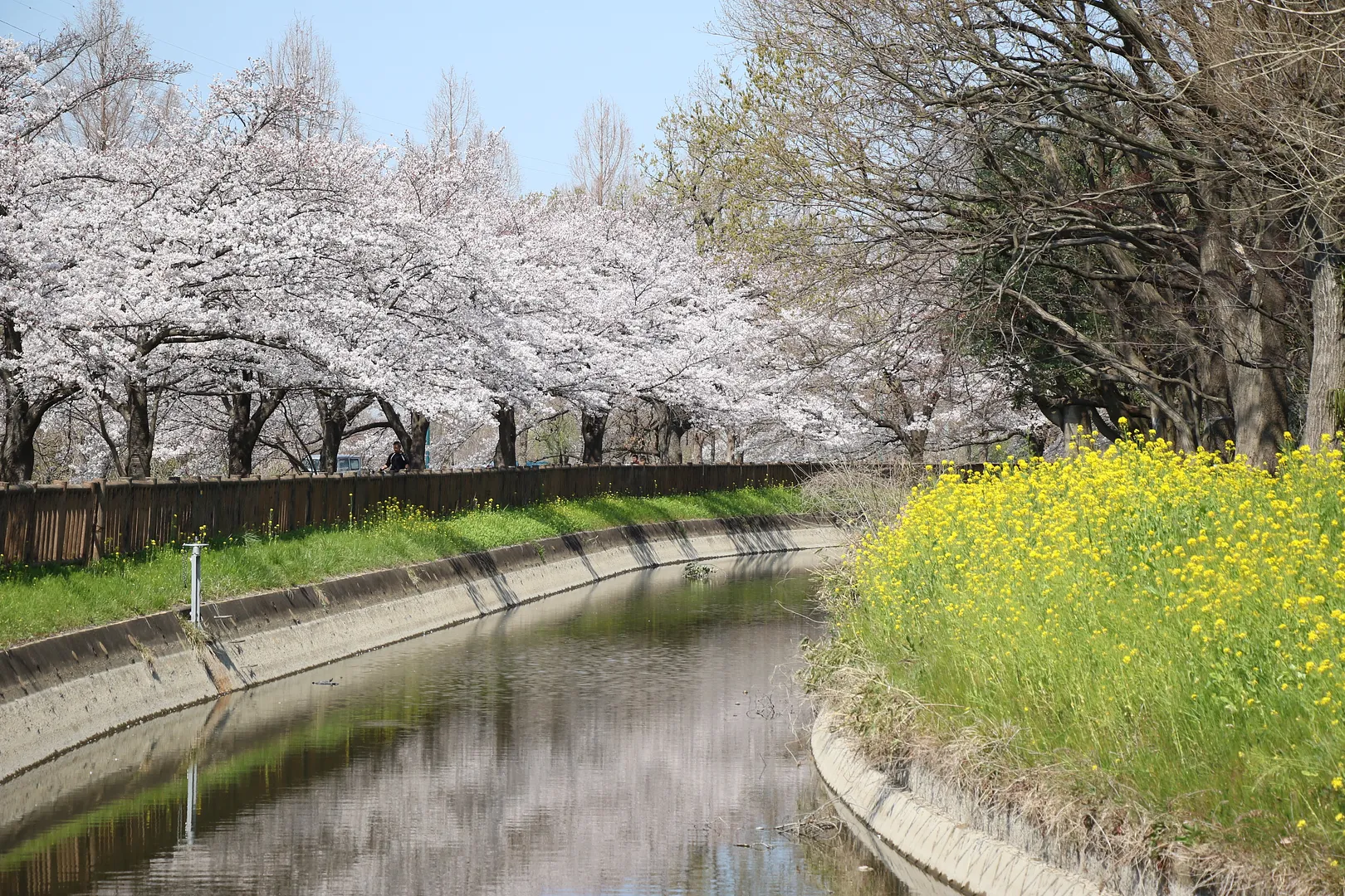 見沼田んぼの桜回廊