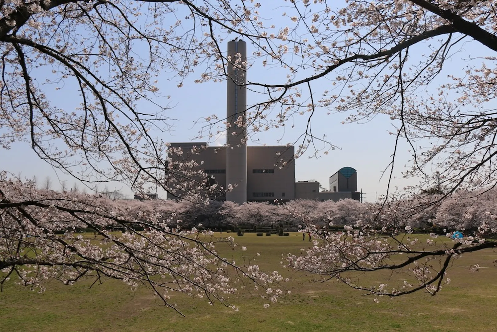 大崎公園の桜と広場