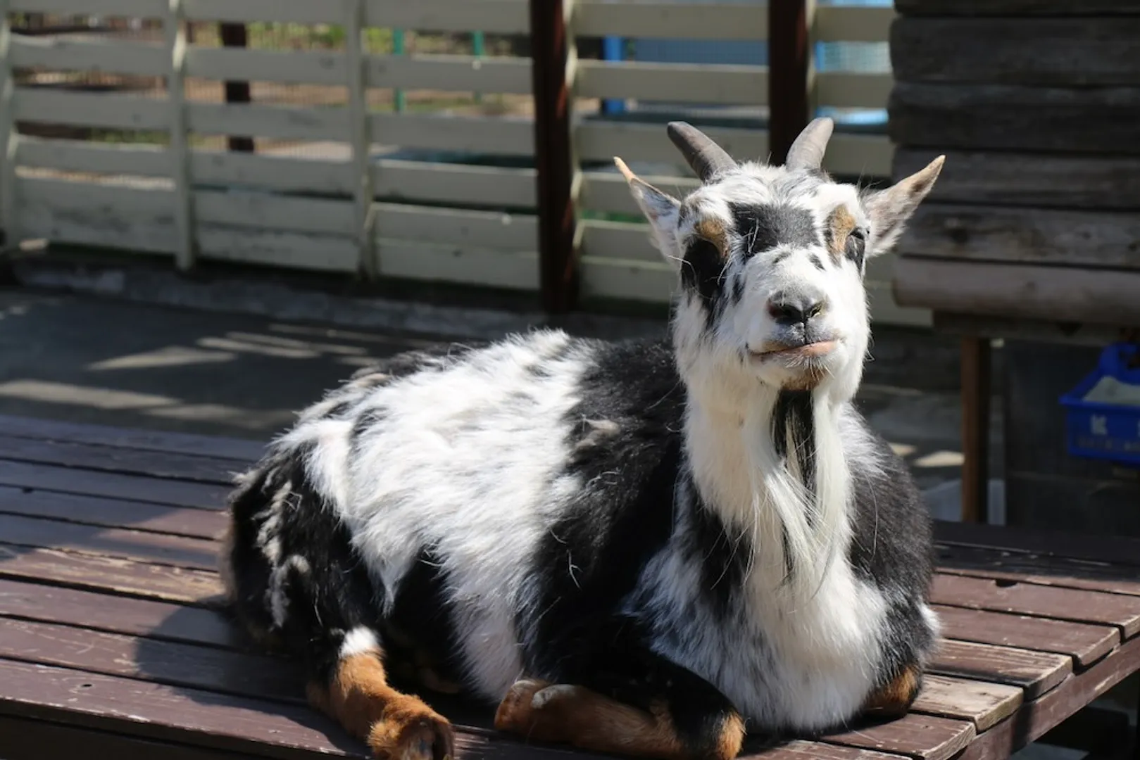 大崎公園の子供動物園（やぎ）
