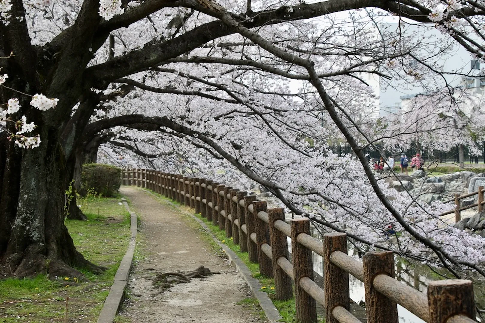 荒川総合公園通りの桜並木