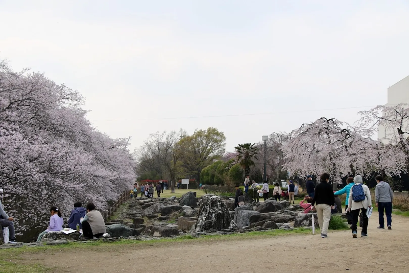 荒川総合運動公園通りの桜