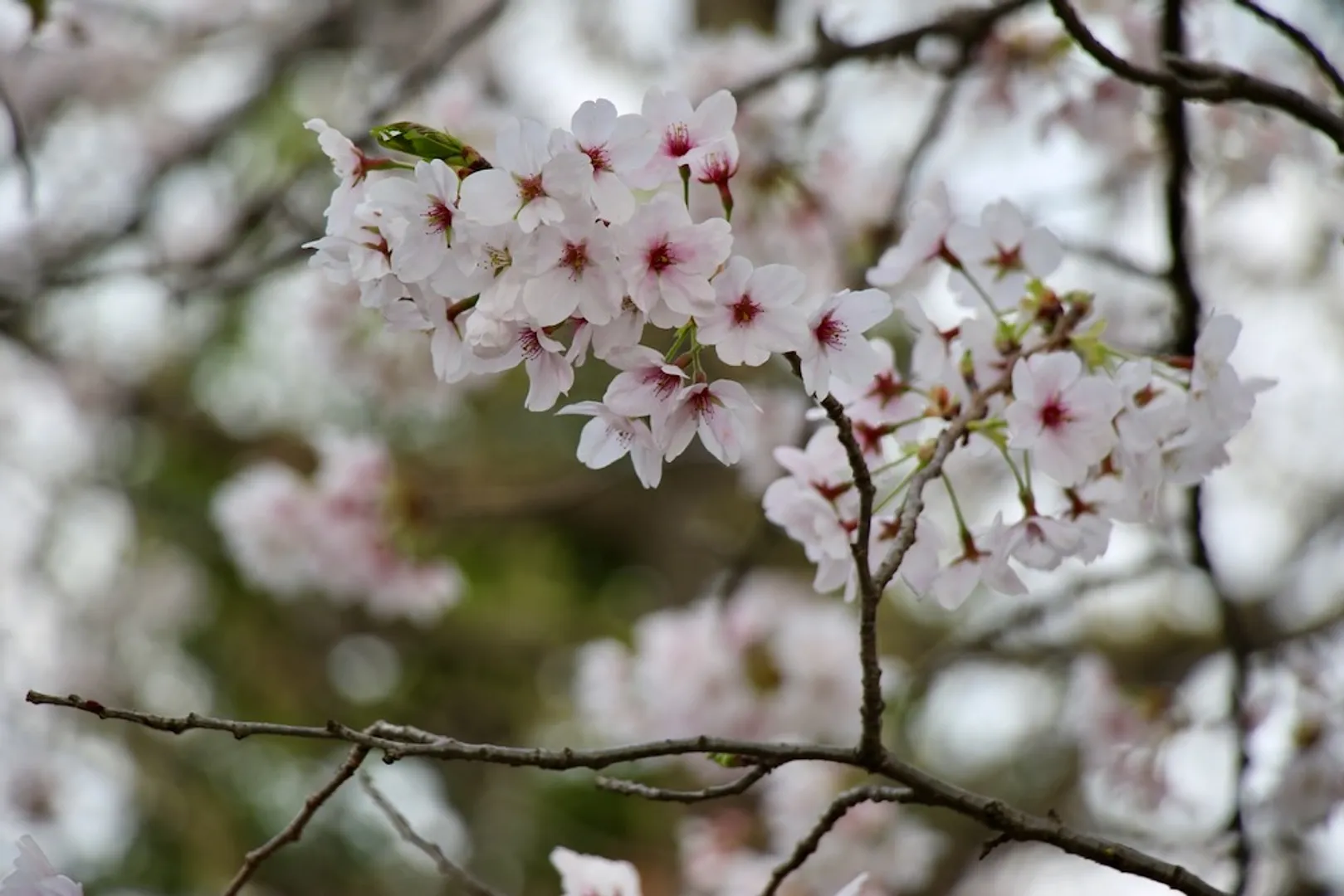 荒川総合運動公園通りの桜