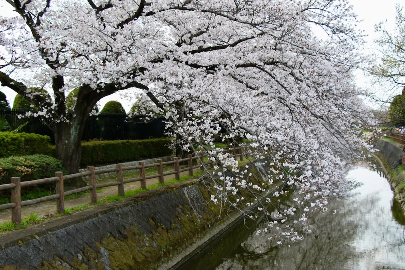荒川総合運動公園通りの桜