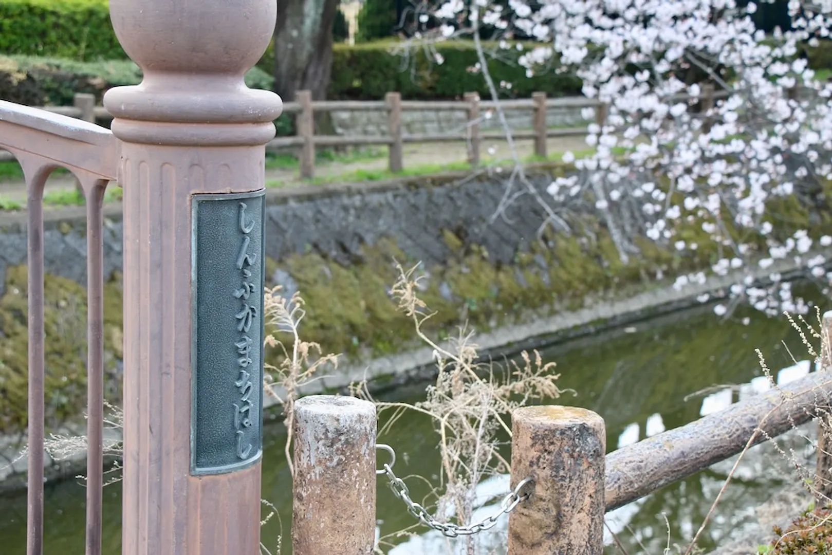 荒川総合運動公園通りの桜　しんふかまちはし