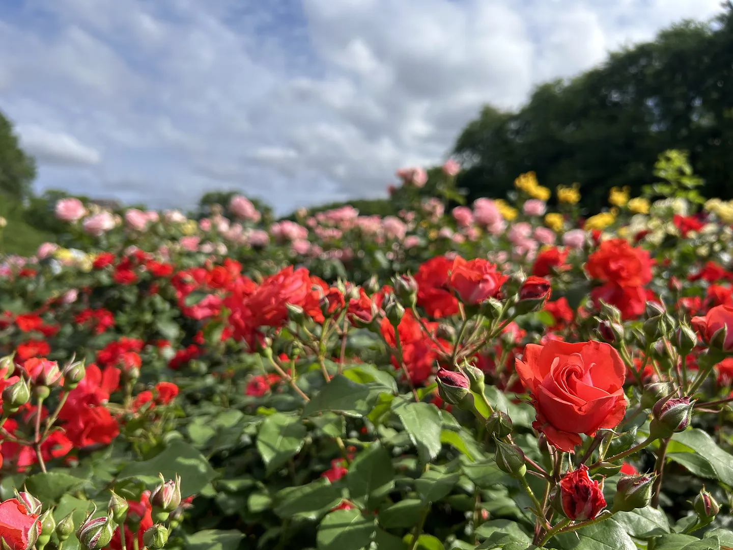 与野公園のバラ