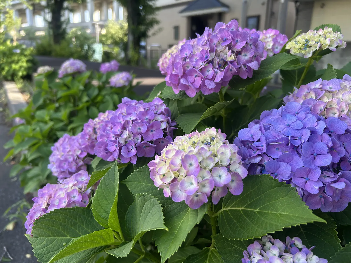 花と緑の散歩道のアジサイ