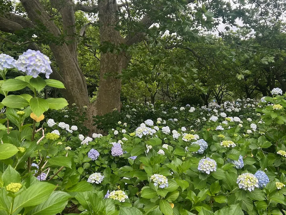 大宮第二公園のアジサイ
