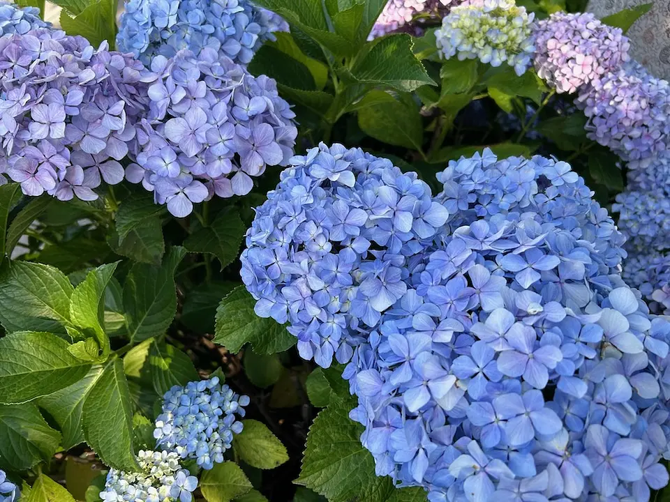 花と緑の散歩道のアジサイ