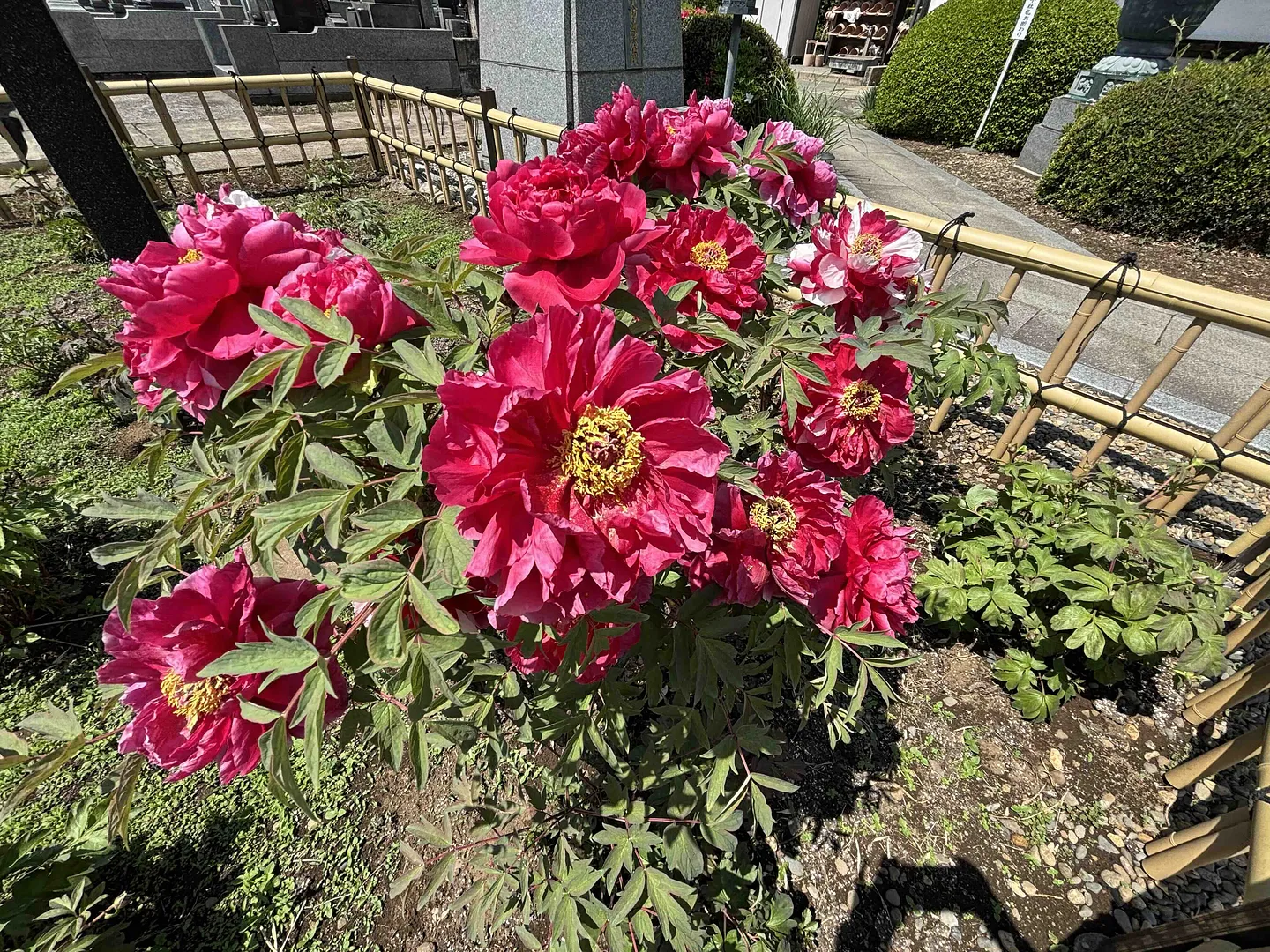 総持院のボタン