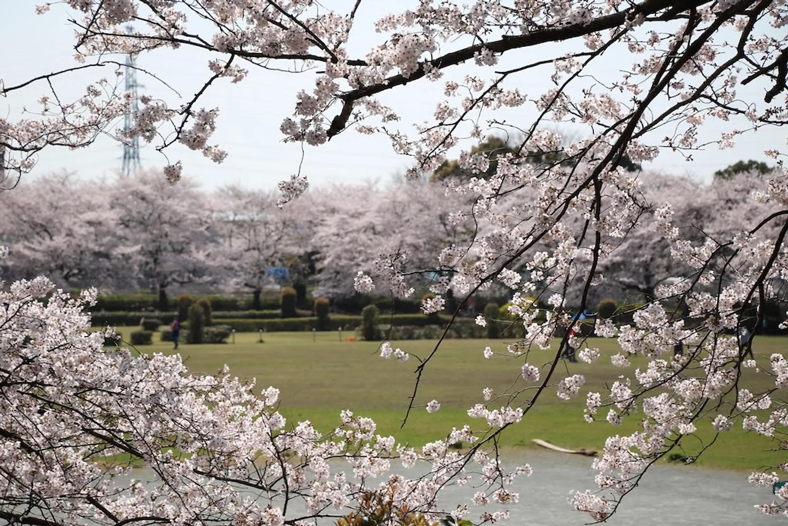 大崎公園の桜