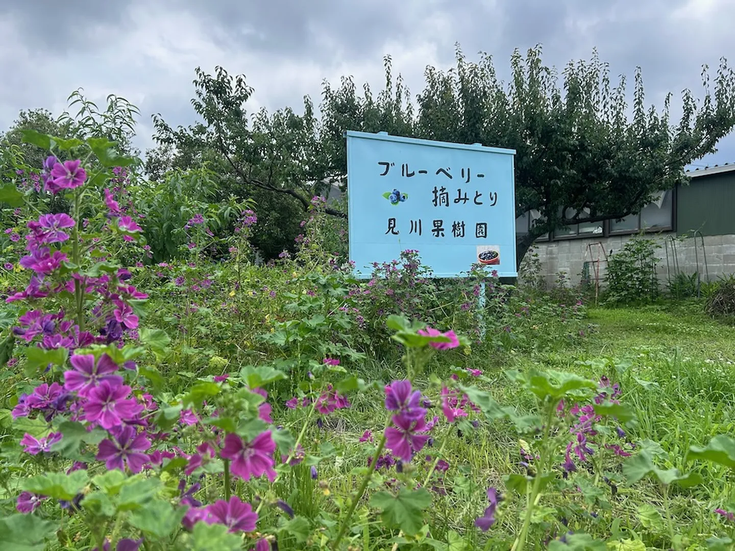 見川果樹園 看板