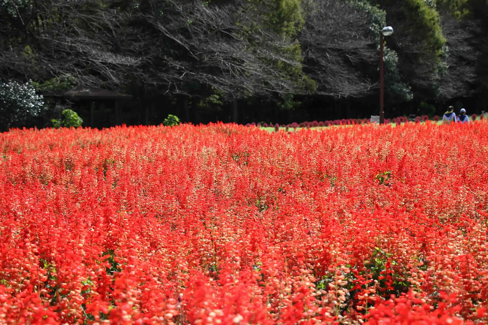 過去の大宮花の丘農林公苑のサルビアが咲いている様子