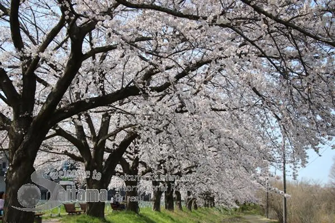 桜回廊 -2