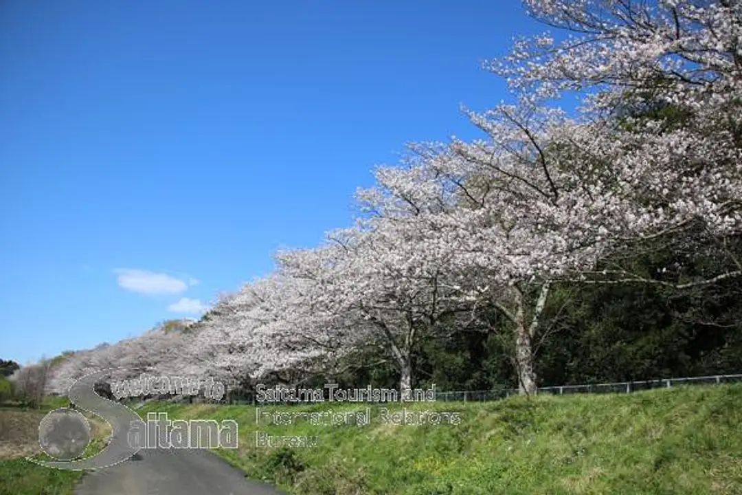 桜回廊 -4