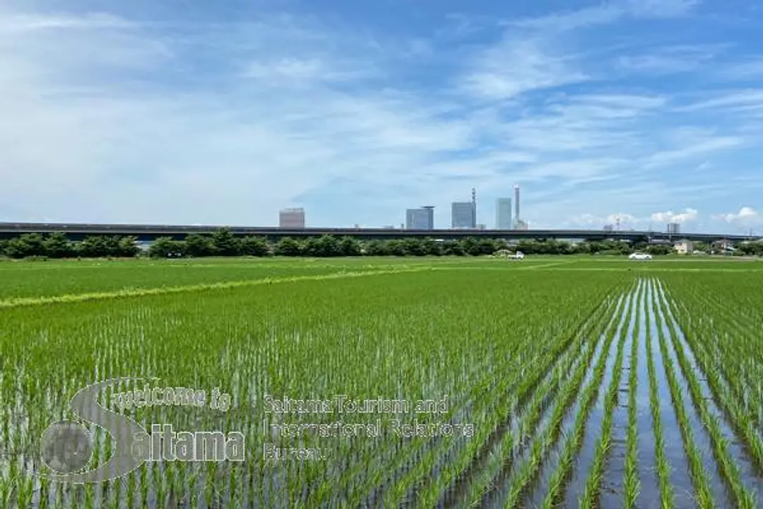 見沼田んぼと新都心の情景 -1