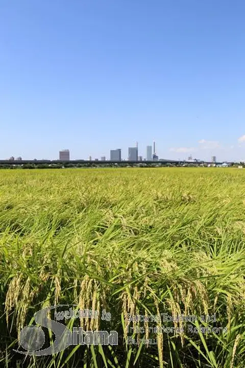 見沼田んぼと新都心の情景 -3 タテ