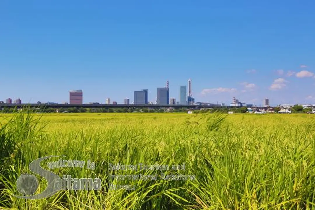 見沼田んぼと新都心の情景 -4