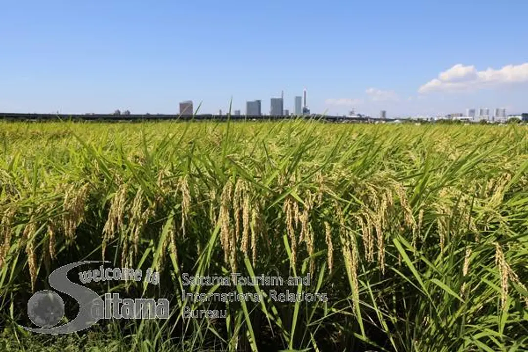 見沼田んぼと新都心の情景 -5