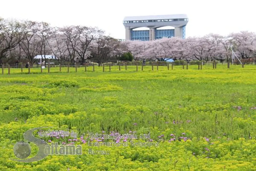 田島ヶ原サクラソウ自生地 -1