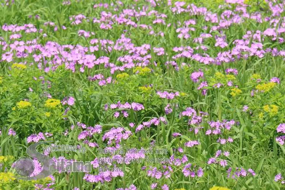 田島ヶ原サクラソウ自生地 -3