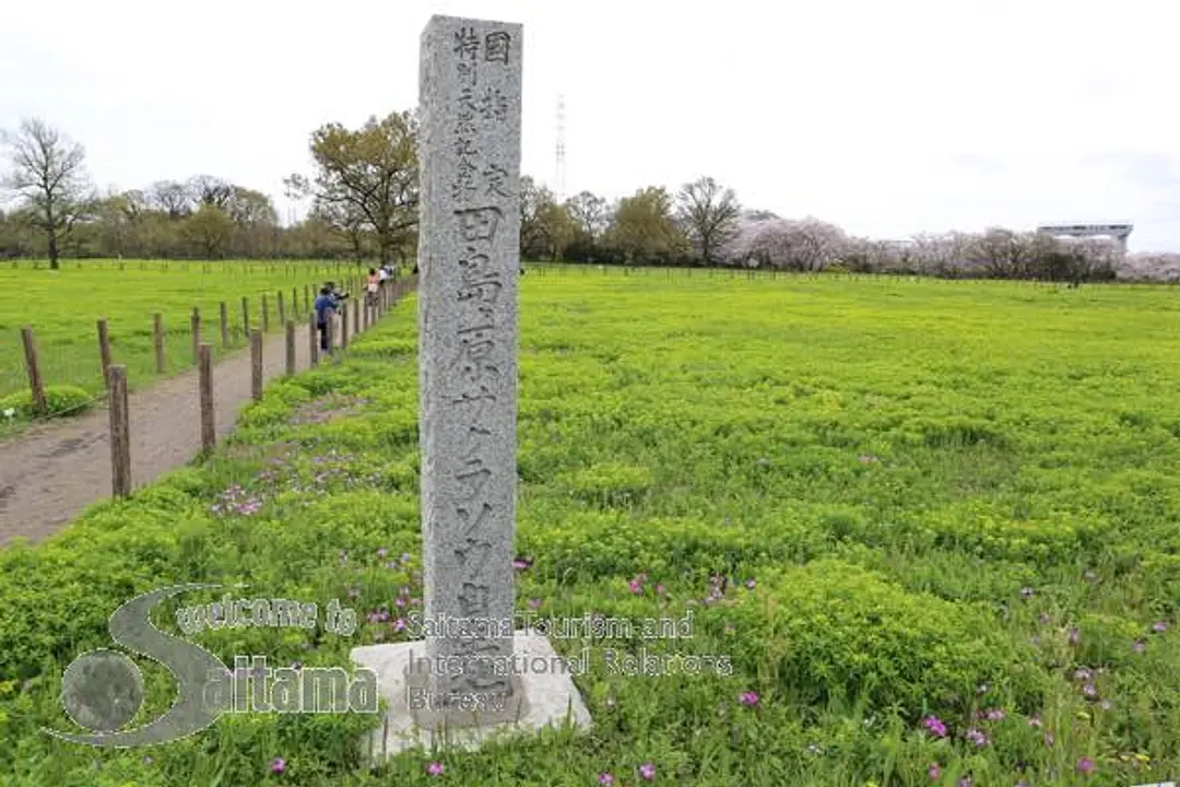 田島ヶ原サクラソウ自生地 -5