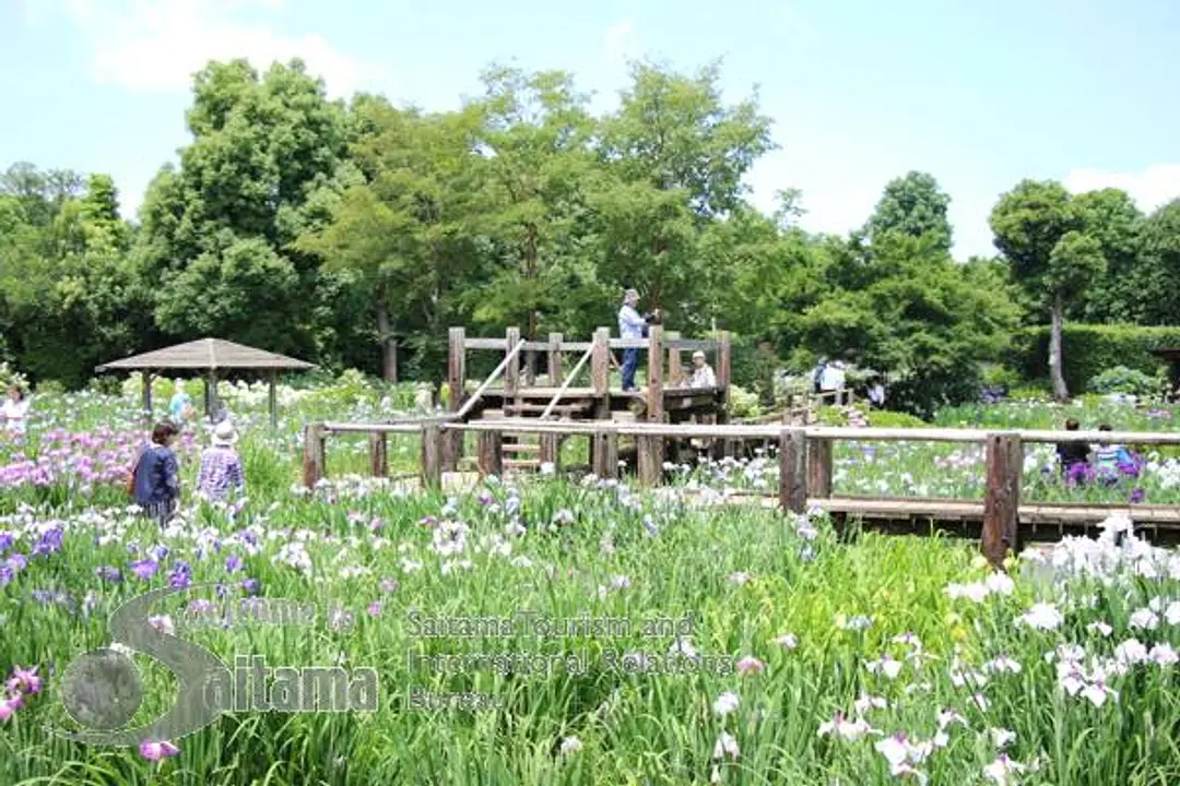 染谷花しょうぶ園 -1