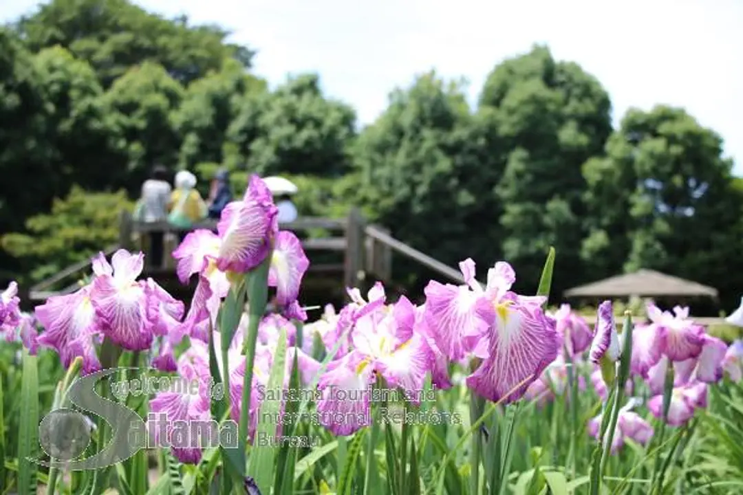 染谷花しょうぶ園 -2