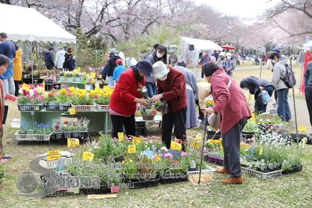 岩槻城址公園桜まつり -2