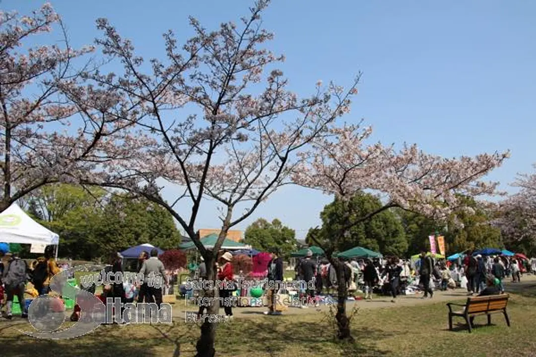 岩槻城址公園桜まつり -3