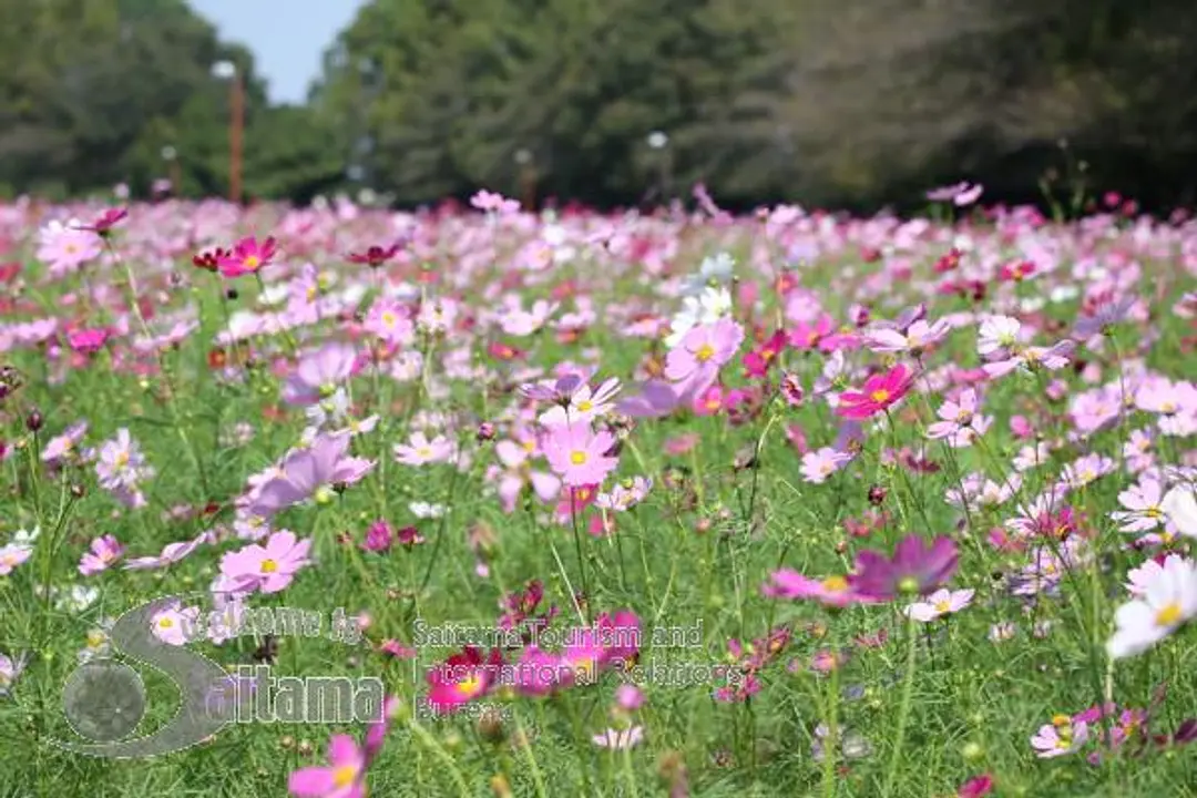 花の丘農林公苑 -2