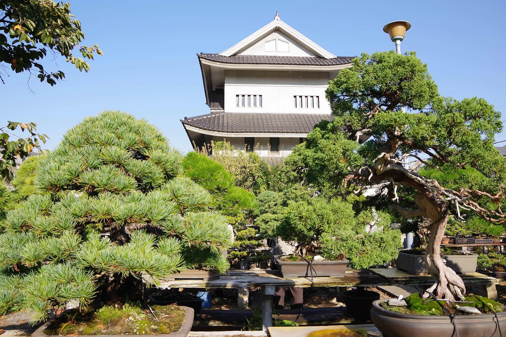 松雪園から眺める陶芸会館