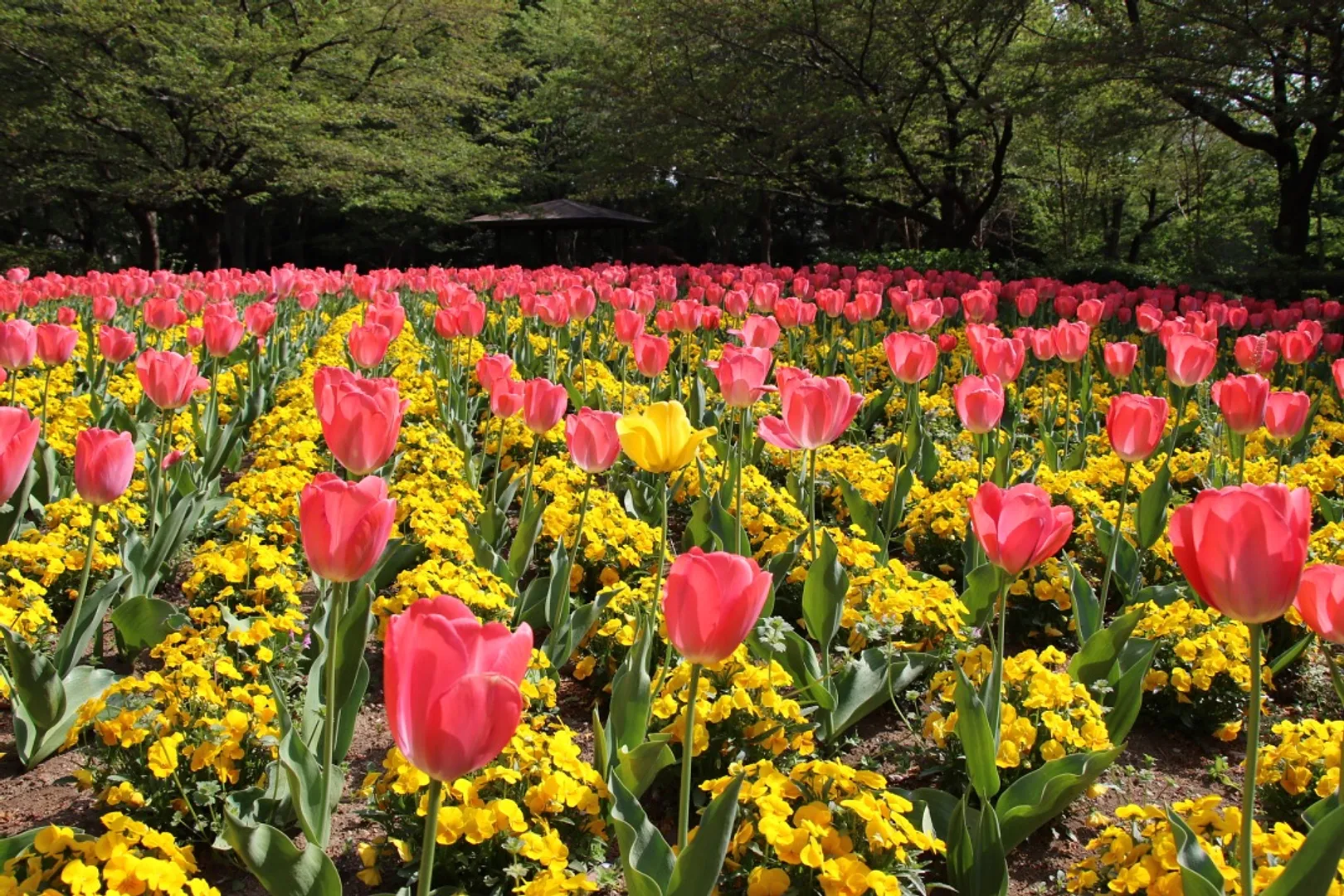 大宮花の丘農林公苑3