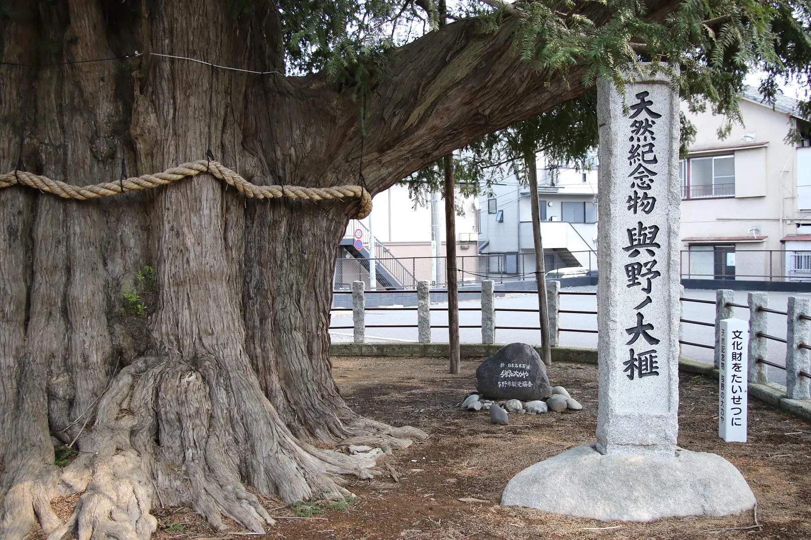 与野の大カヤ3