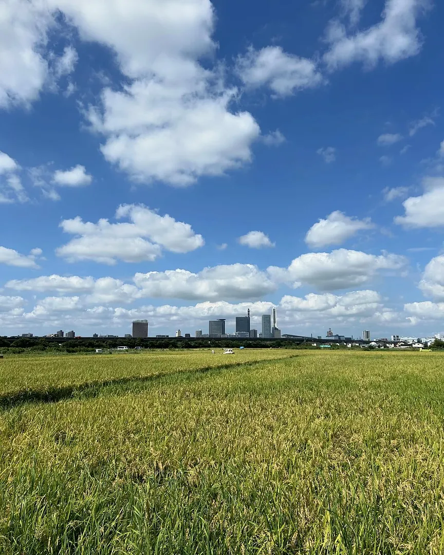 見沼田んぼの稲とさいたま新都心のビル群