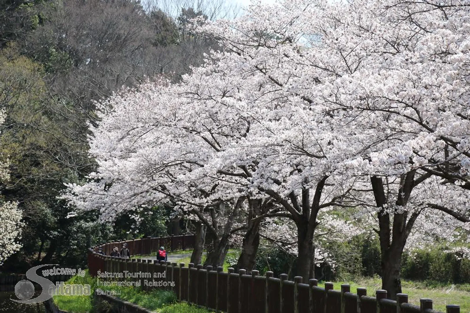 見沼田んぼ桜回廊