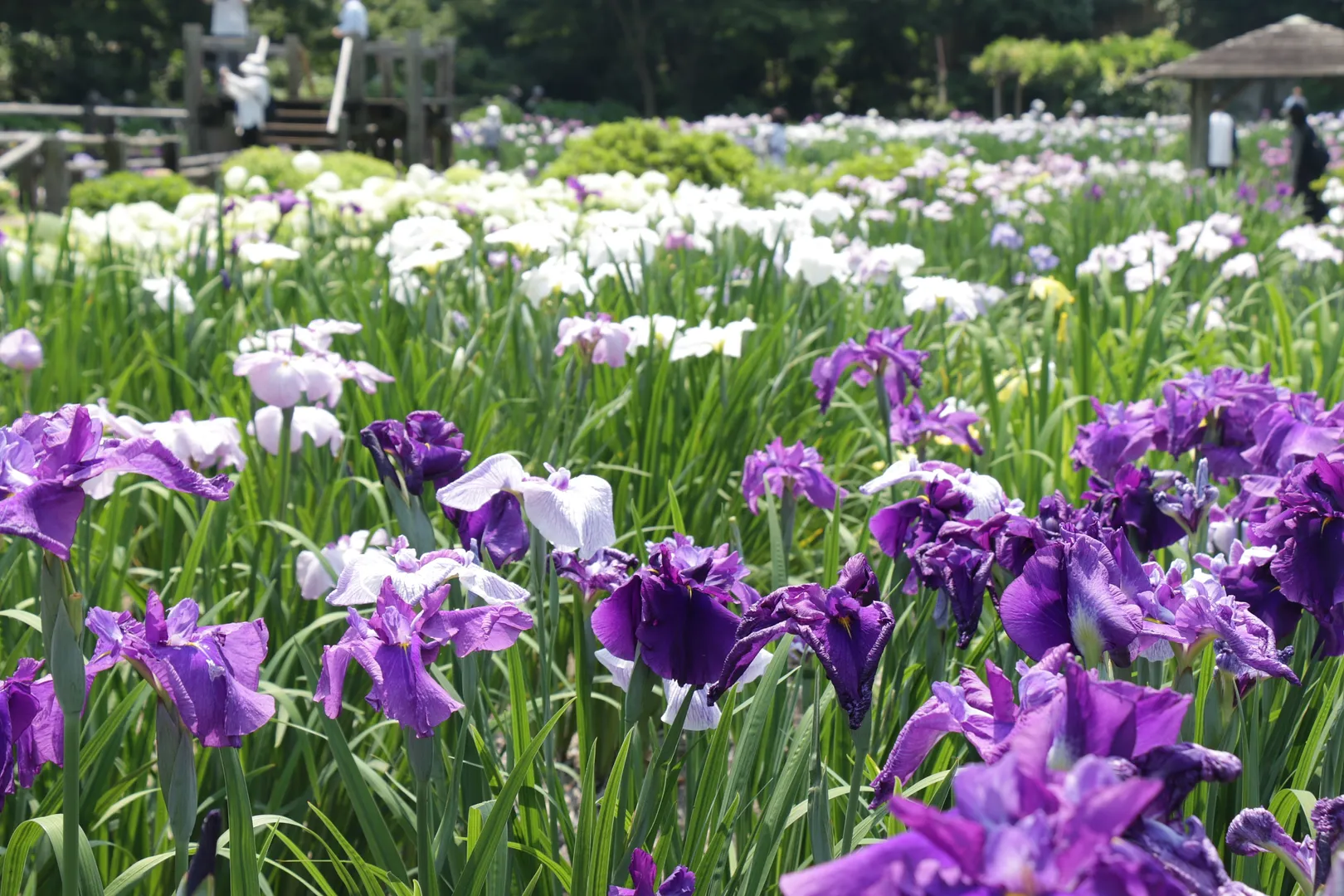 染谷花しょうぶ園5