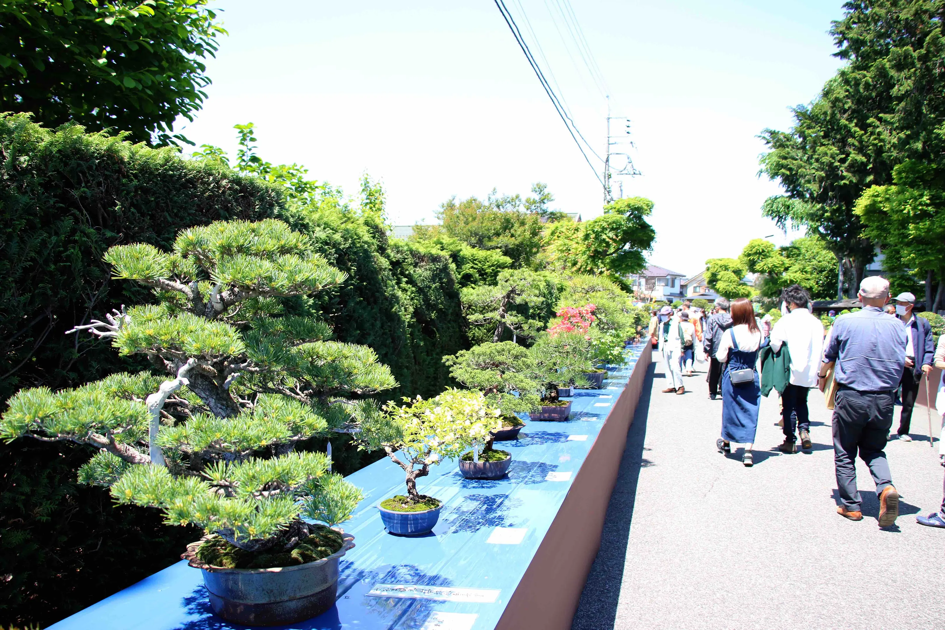 第41回大盆栽まつり | イベント一覧 | VISIT SAITAMA CITY