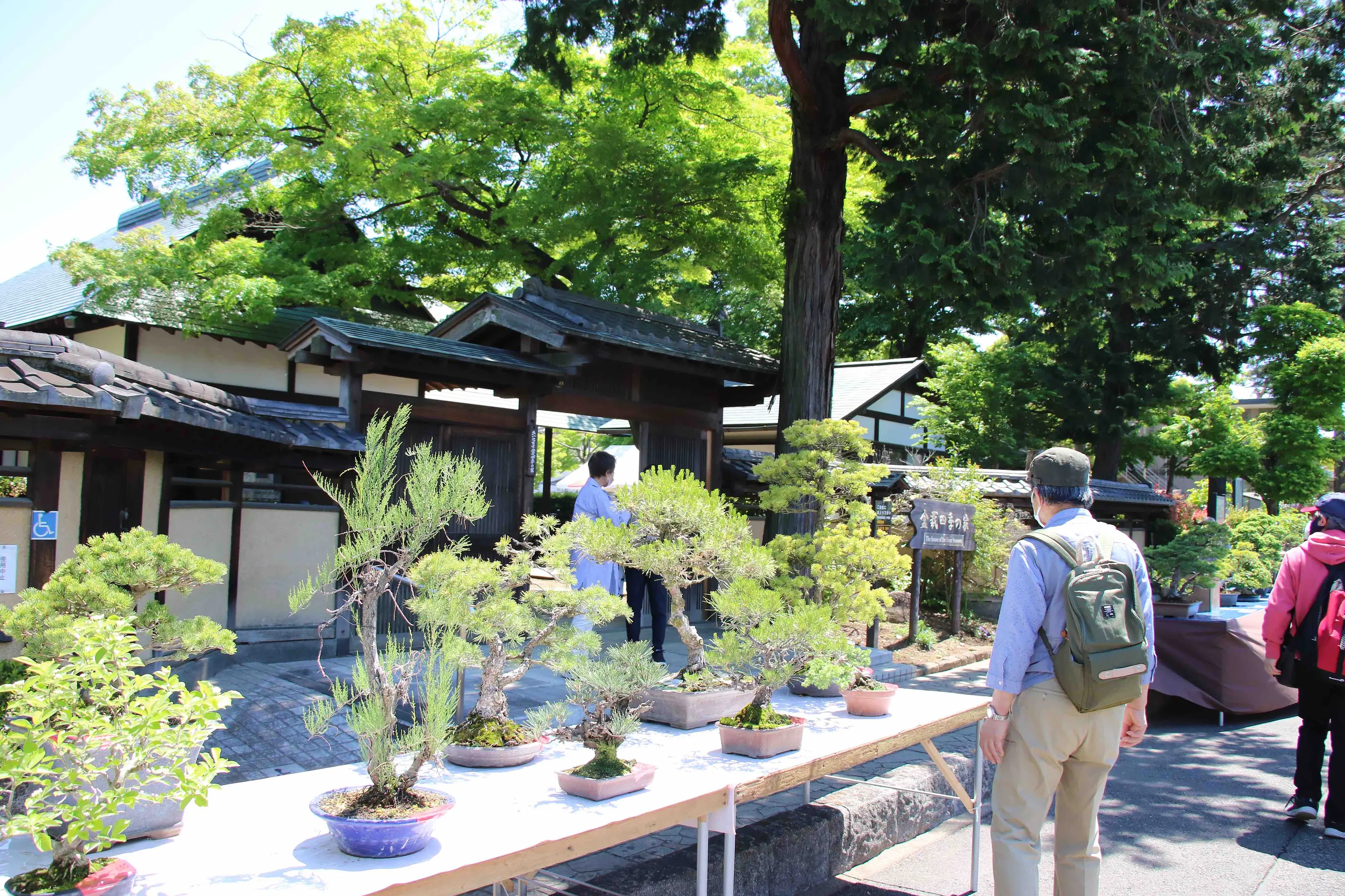 第41回大盆栽まつり | イベント一覧 | VISIT SAITAMA CITY