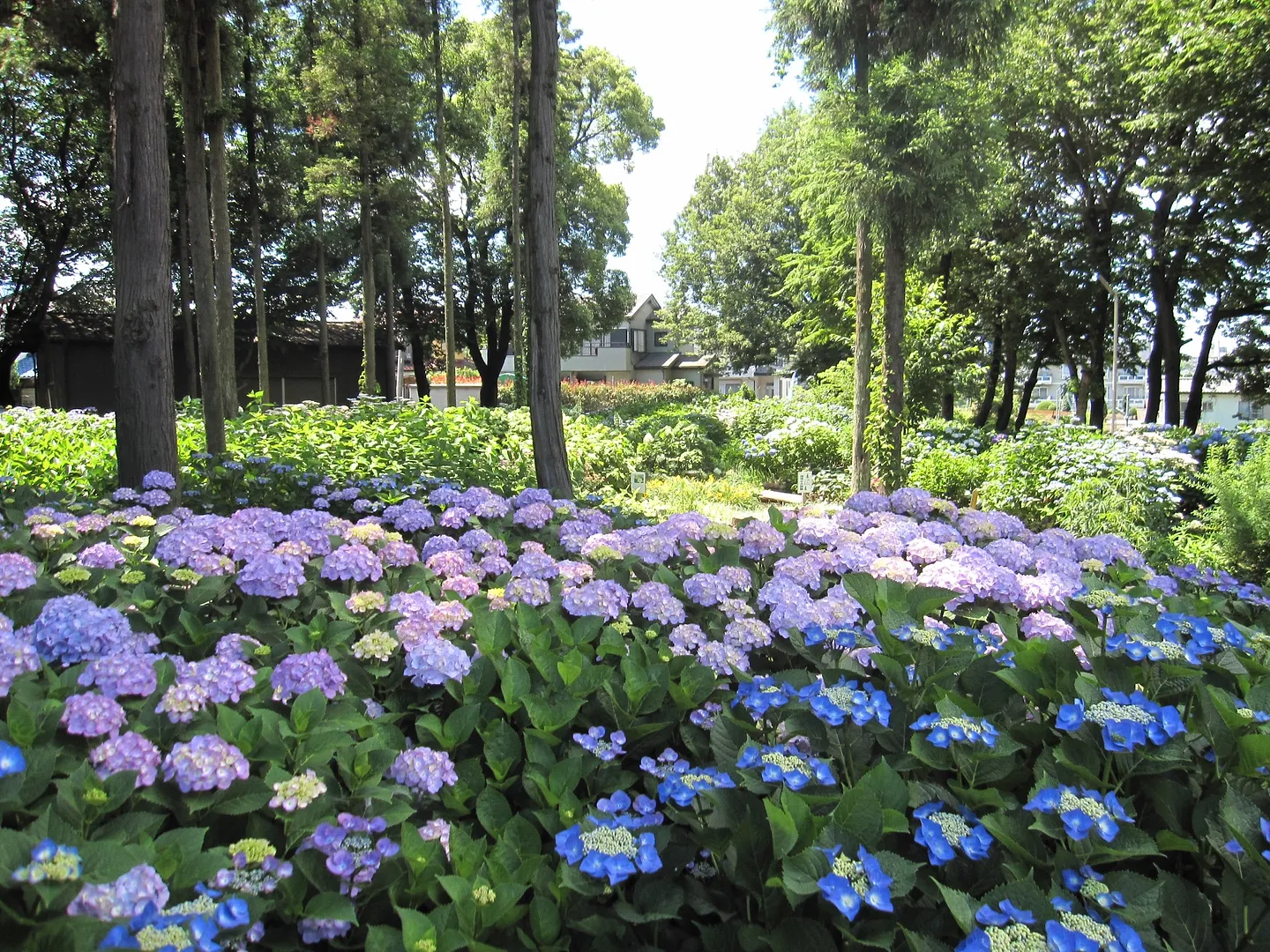 指扇氷川神社のアジサイ4