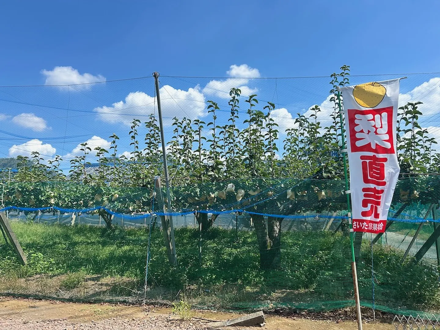 白子果樹園 梨園