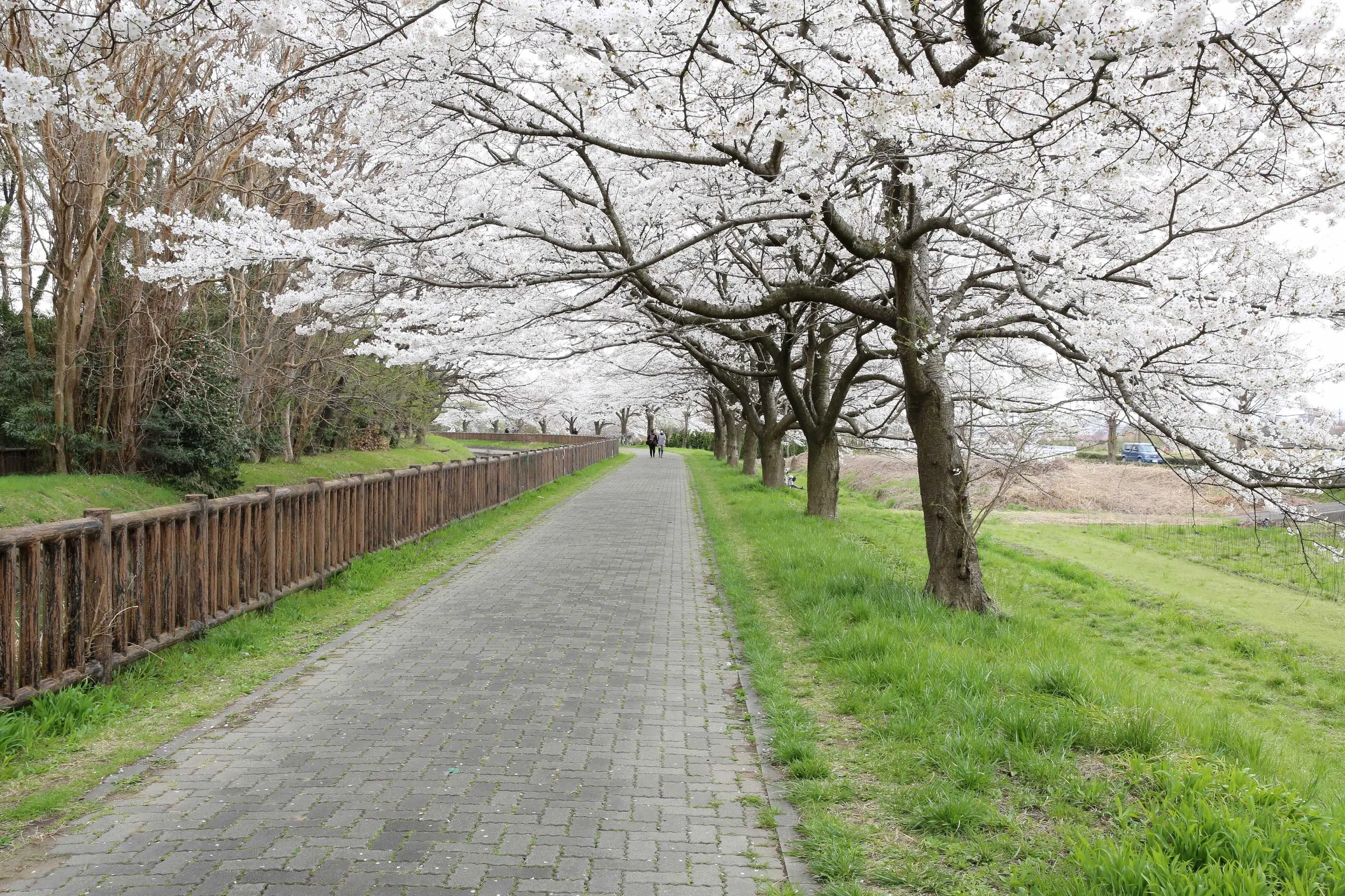 緑のヘルシーロード スポット一覧 VISIT SAITAMA CITY