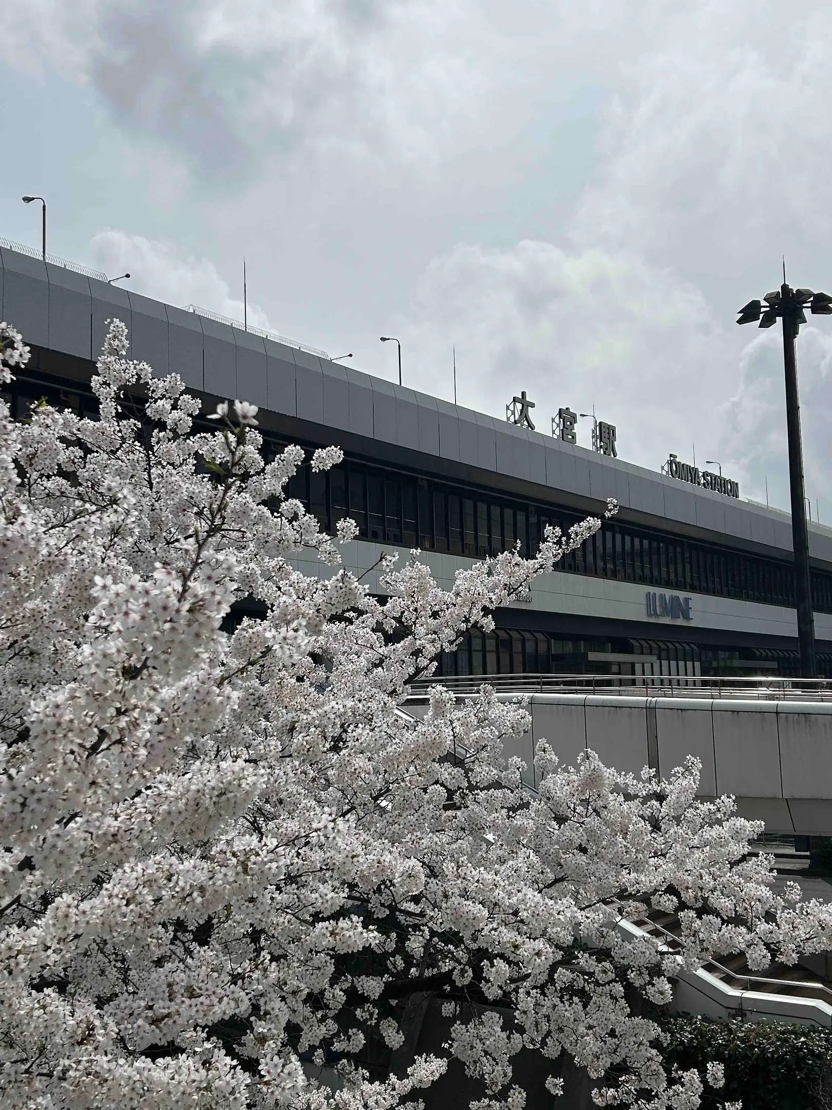 大宮駅西口前に咲く桜